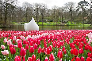 Frühling in den Niederlanden